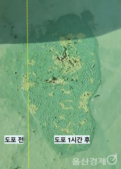 면갈이 촉진제 도포 전과 후 비교 사진.