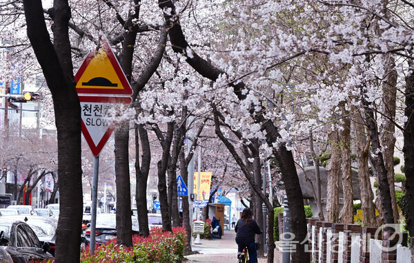 비가 내리면서 흐린 날씨를 보인 24일 남구 삼산현대아파트앞 도로에 핀 벚꽃이 행인들의 시선을 사로 잡고 있다.  이상억 기자agg7717@ulkyung.kr
